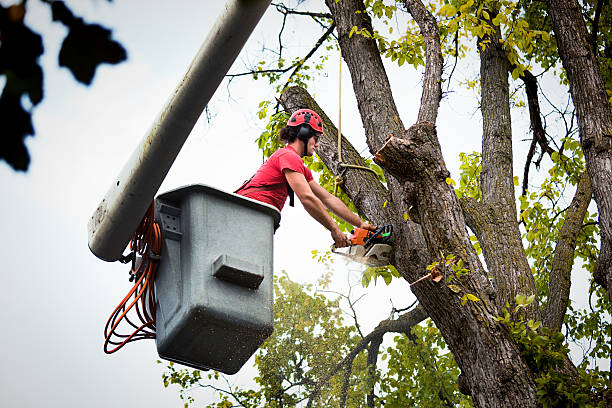 Tree and Shrub Care in Shallotte, NC